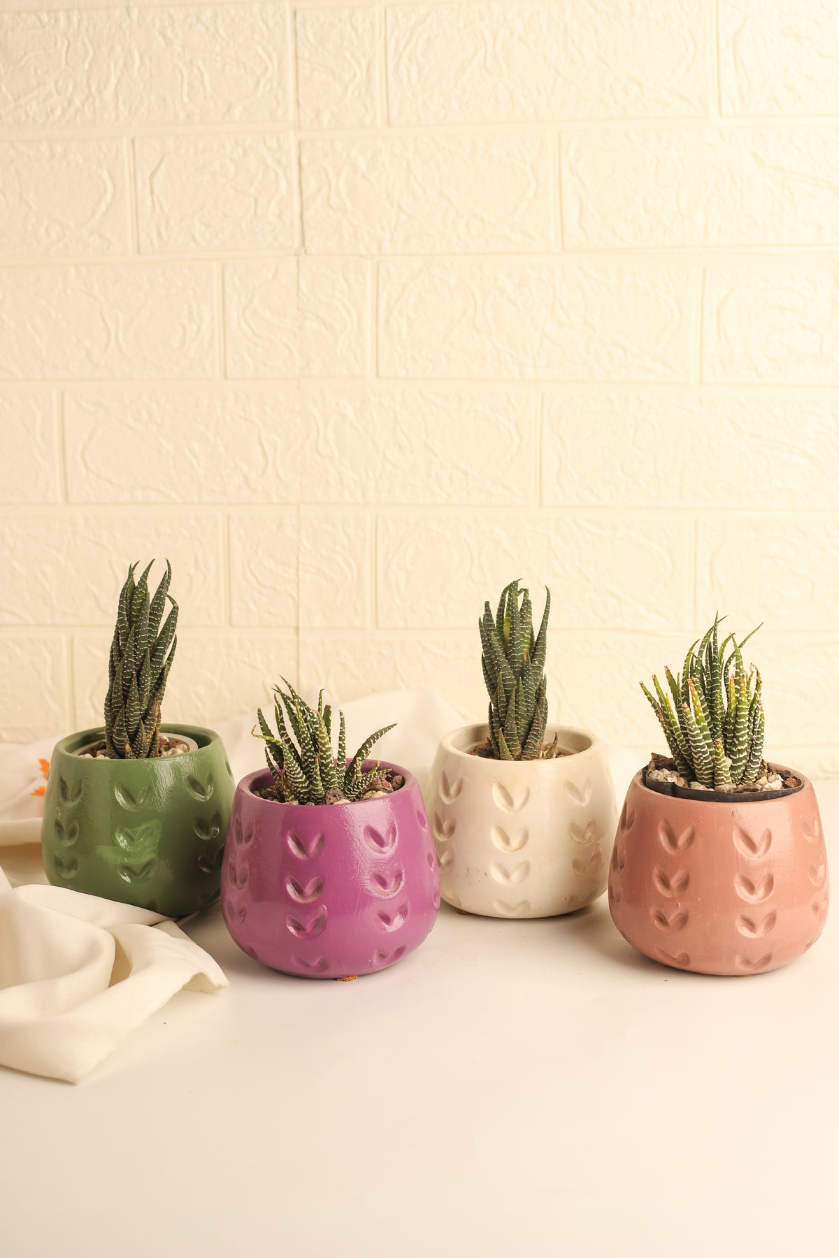 Zebra Plant - Large