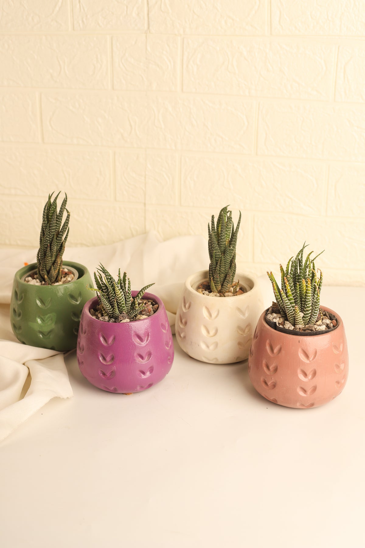 Zebra Plant - Large