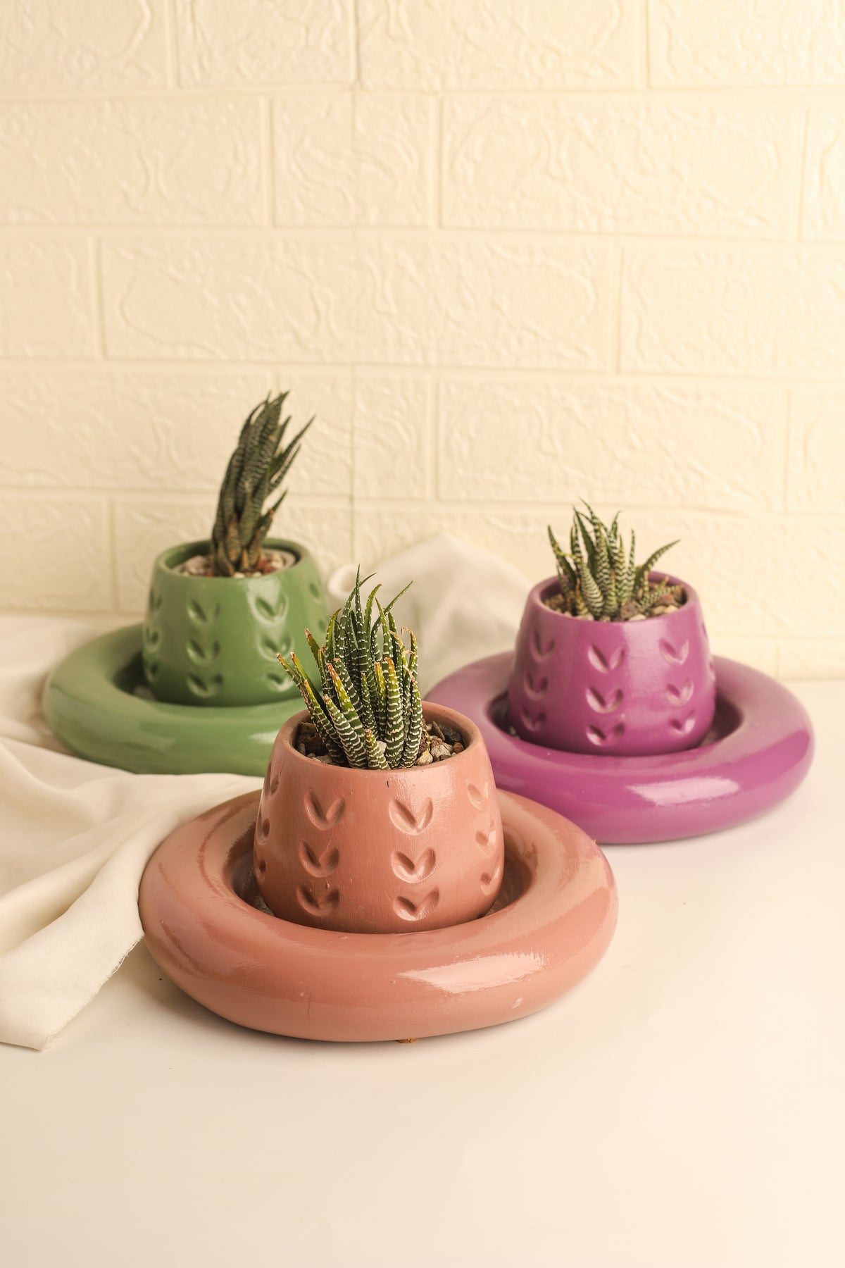 Zebra Plant - Large