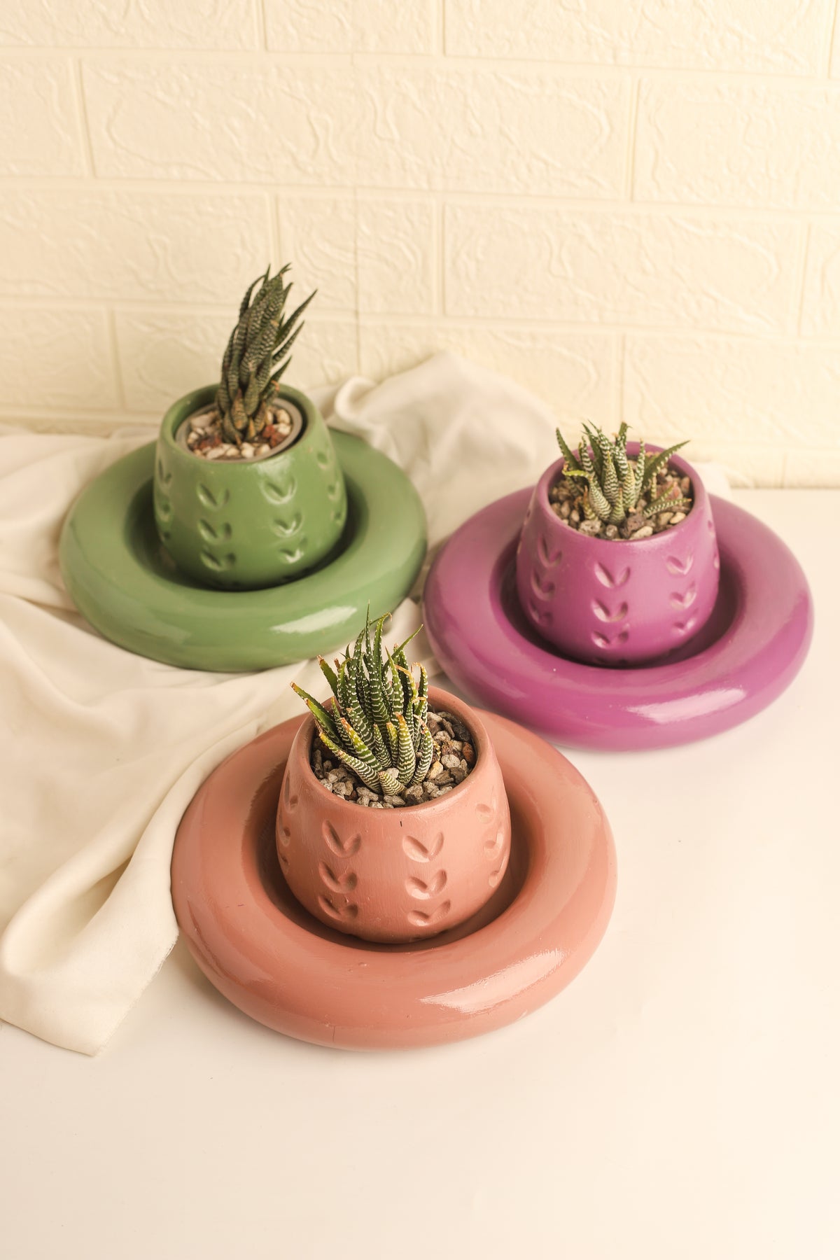 Zebra Plant - Large