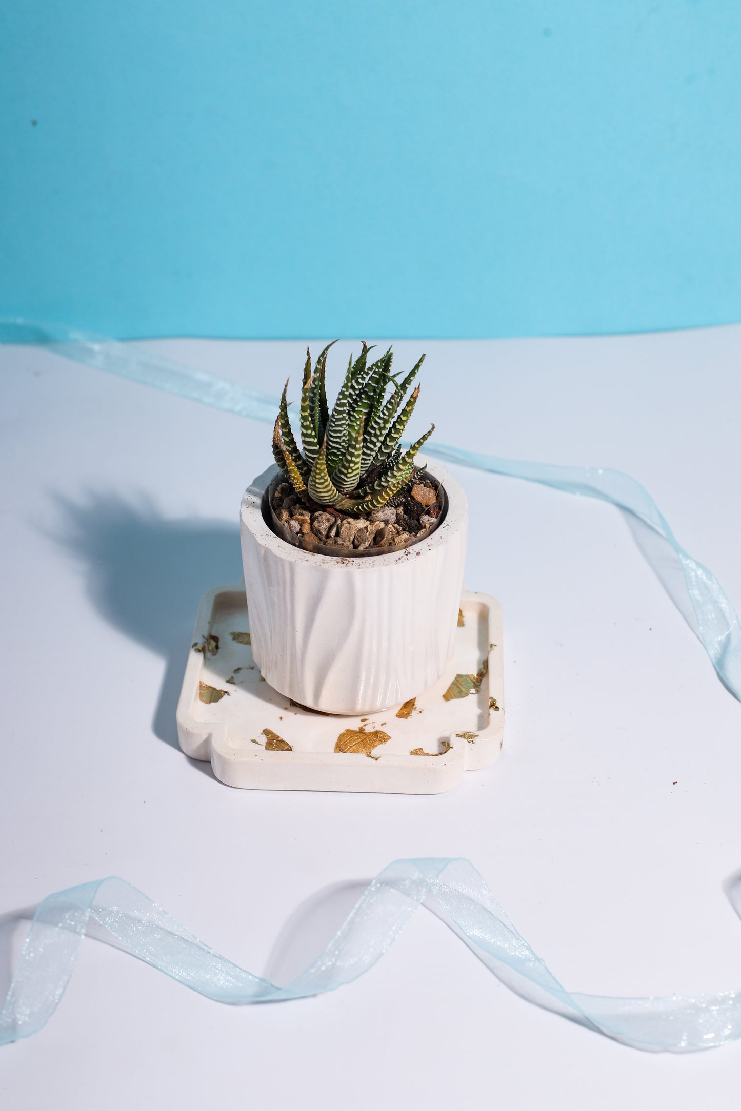 Zebra Plant Bundle