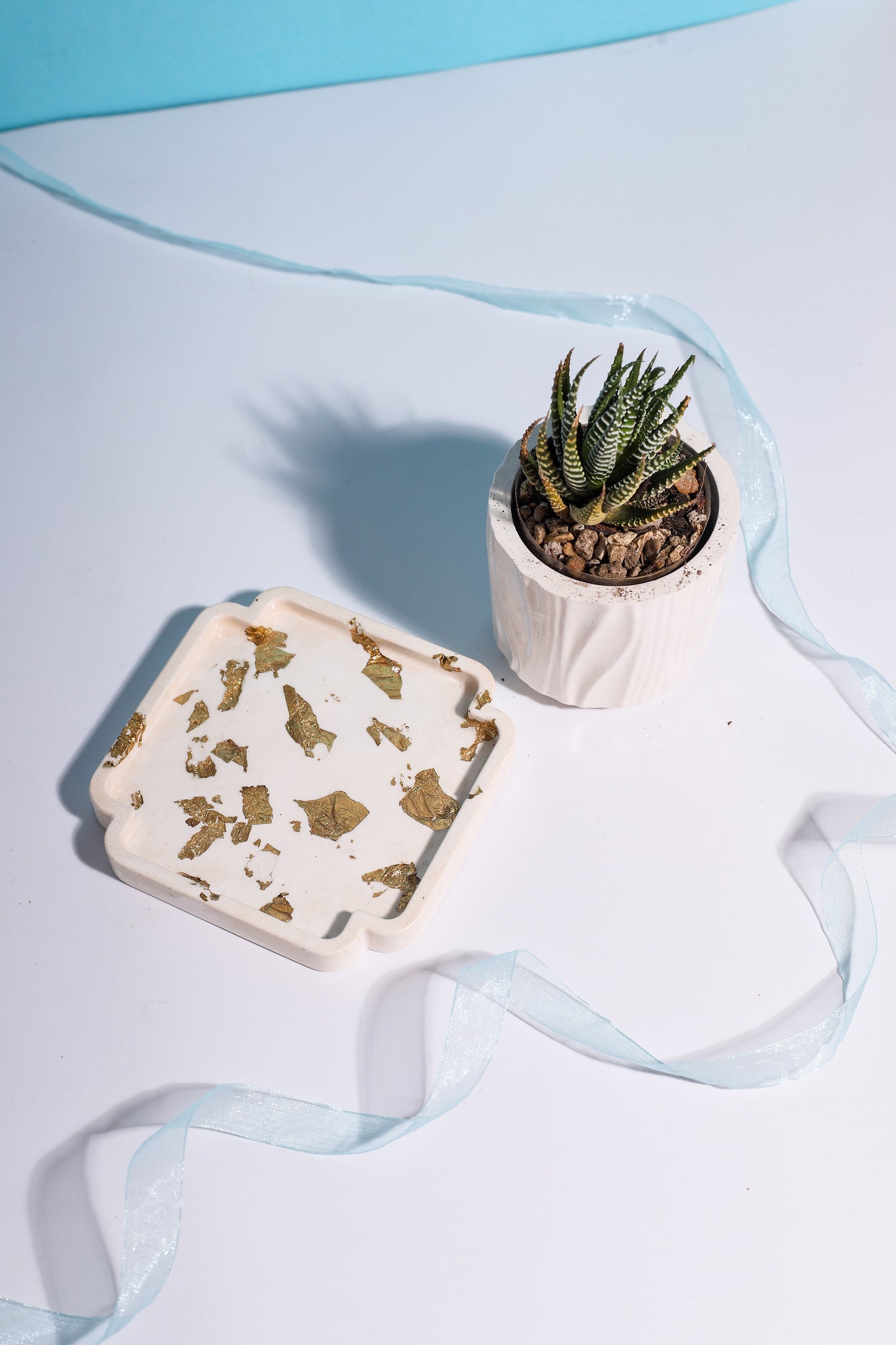 Zebra Plant Bundle