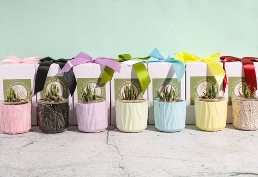 Zebra Plant with Gift Box