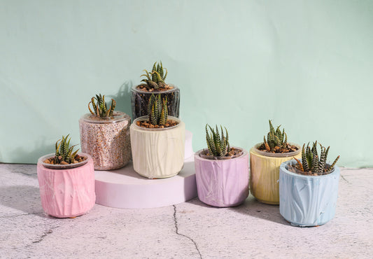 Zebra Plant with Gift Box