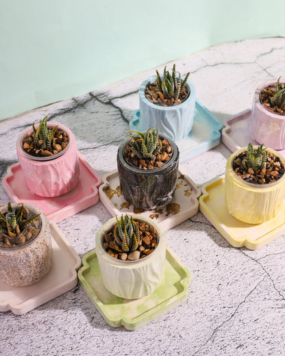 Zebra Plant Bundle