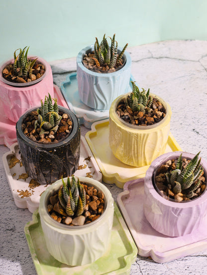 Zebra Plant Bundle