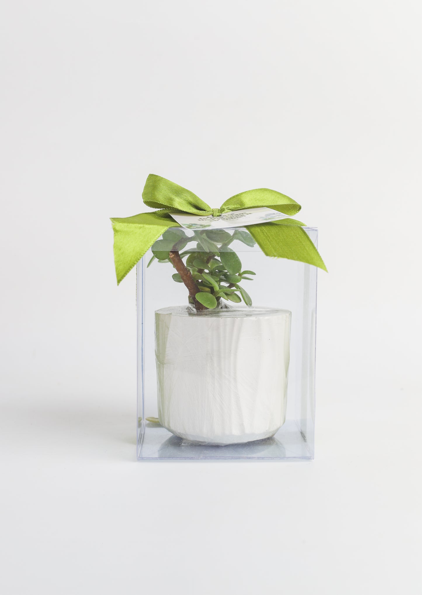 Planter Favors