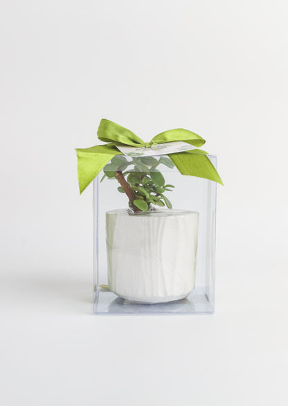 Planter Favors